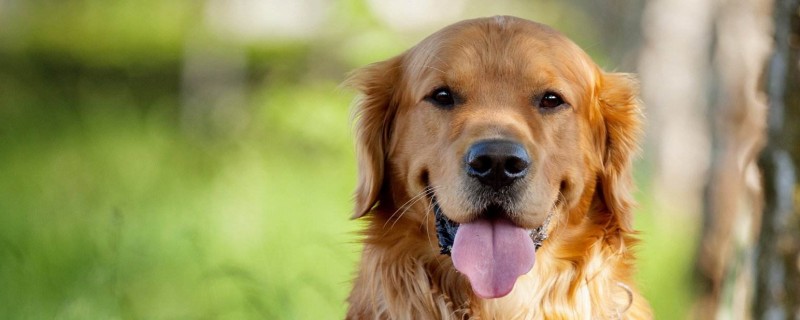 Do dogs still recognize their owners two years after being lost?