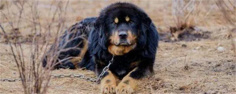 What to do if Tibetan mastiff has skin disease