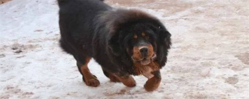 How big can a Tibetan mastiff eat bones