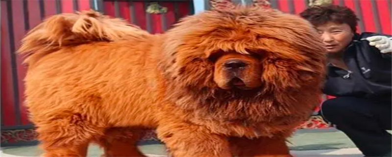 What do Tibetan Mastiffs eat to grow fur