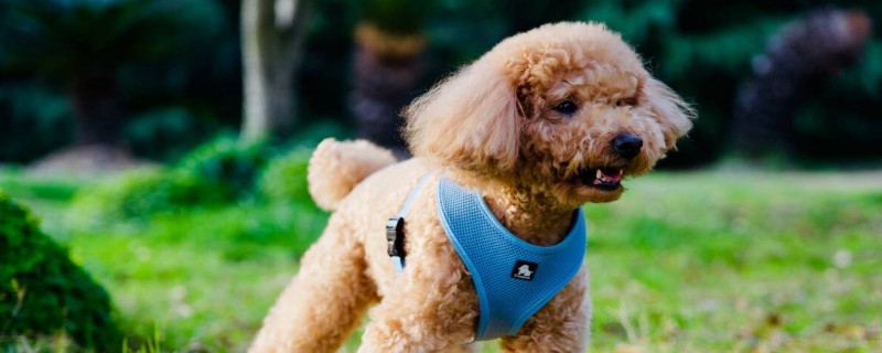 Does Teddy still recognize the new owner after four months?