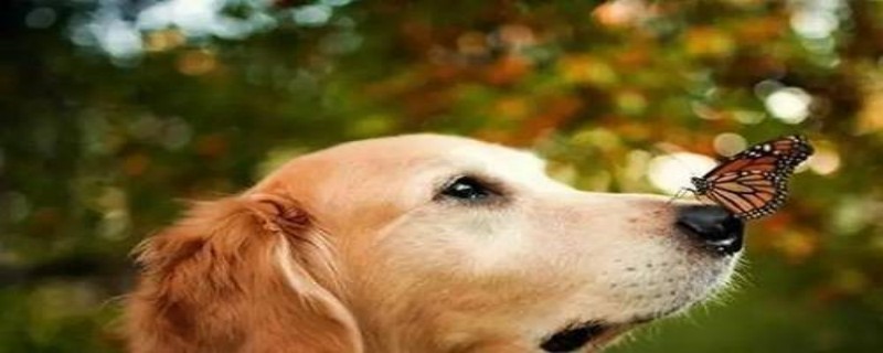 Will the dog recognize its owner when brought back to its hometown?