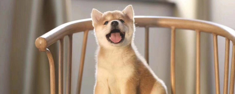 Will a Shiba Inu recognize a family as its owner?
