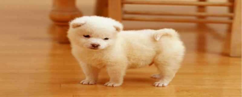 Will the 40-day-old dog recognize its owner?