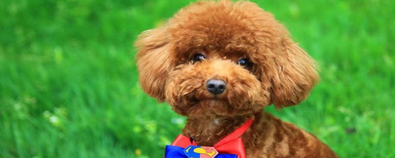 Can the 4-month-old Teddy recognize the new owner?
