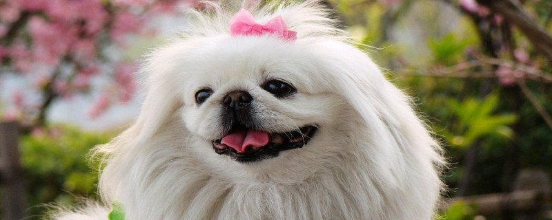 Do pugs recognize their owners?
