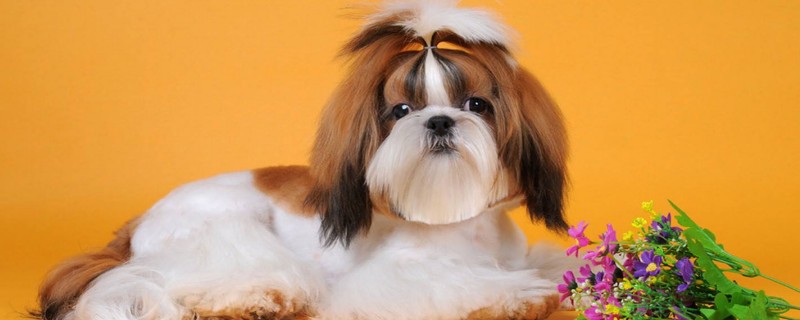 Will the Shih Tzu recognize a second owner?