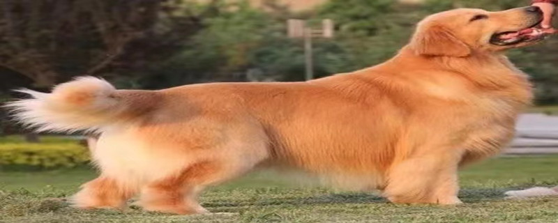 Will a golden retriever recognize a new owner when given away?