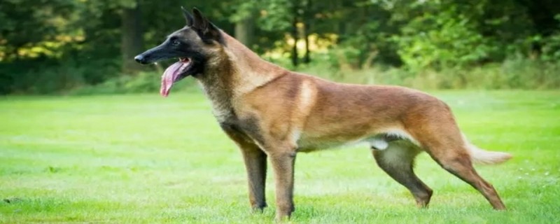 Will a military horse recognize its owner?