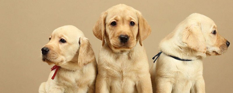 Does the three-month-old Labrador recognize its owner?