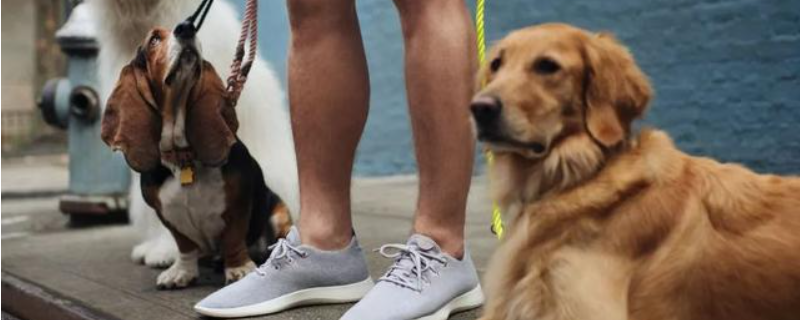 Can a dog recognize three people as owners at the same time?