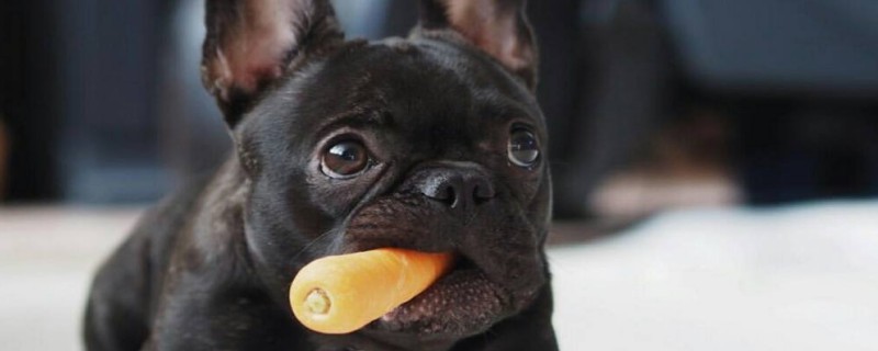 Does the black French fighting dog recognize the second owner?