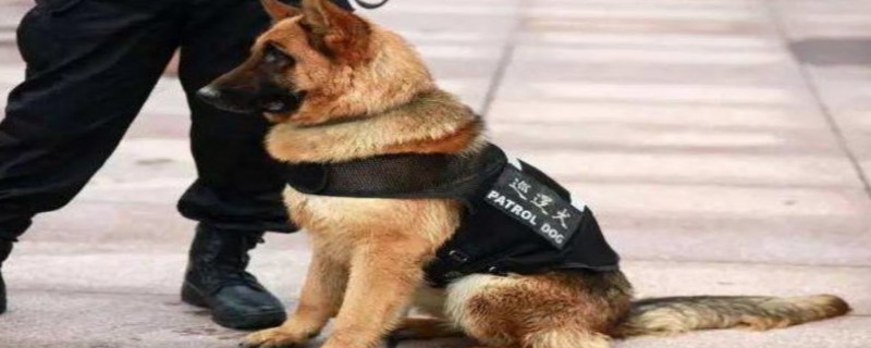 Do police dogs recognize their owners?