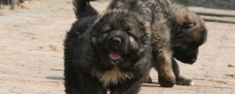 Will the Caucasian dog recognize the second owner?
