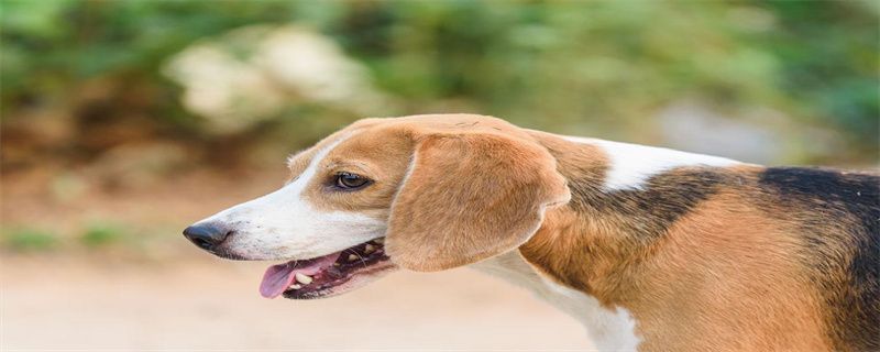 Symptoms of dog bowel turning
