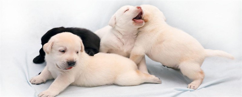 Several factors in summer can easily cause food poisoning in dogs