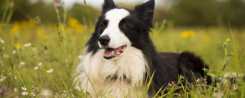 What are the common skin diseases of dogs?