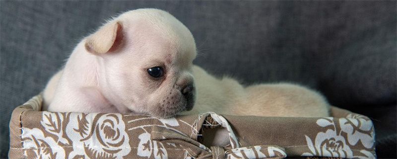 Why dogs are more prone to skin diseases in summer