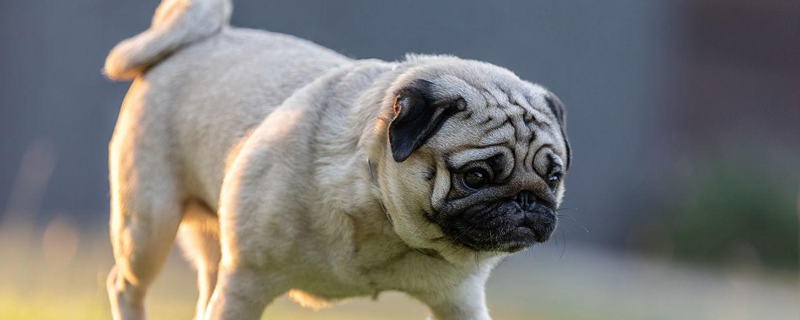 Drug treatment of pug dog skin disease
