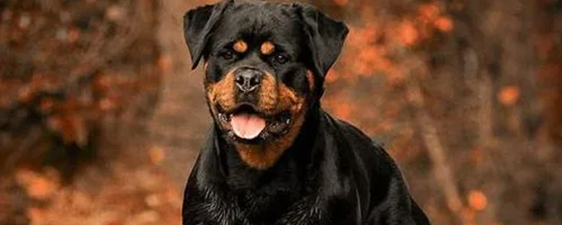 Treatment of Rottweilers with skin diseases