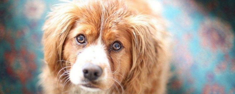 Symptoms and prevention of diabetes in dogs