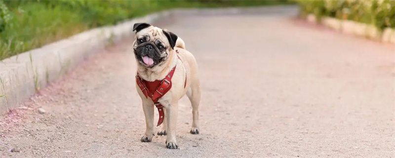 best treatment for canine parvovirus