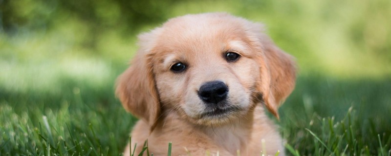 Can canine parvovirus be cured?