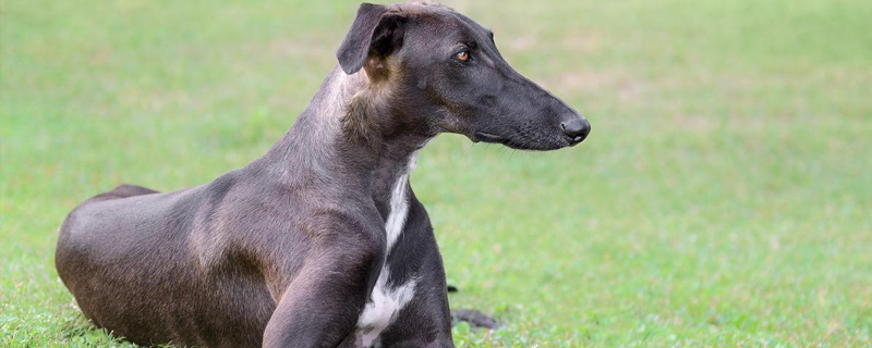 What to do if your dog gets small