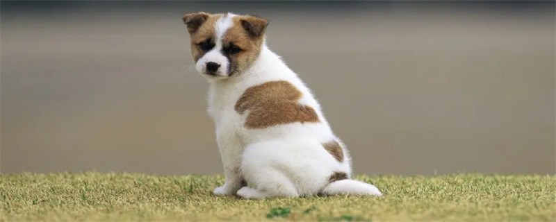 How to treat dog with parvovirus?