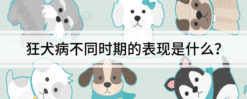 What are the manifestations of rabies in different periods?
