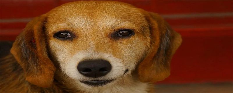 Four precautions after injection of rabies vaccine