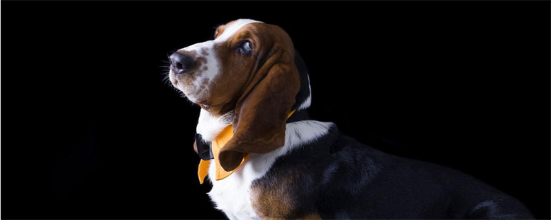 What should I do if the dog has canine distemper (distemper)?