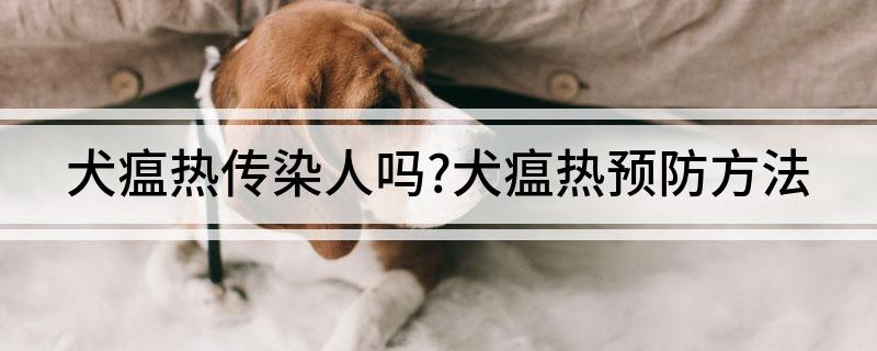 Can canine distemper infect humans? Canine distemper prevention methods