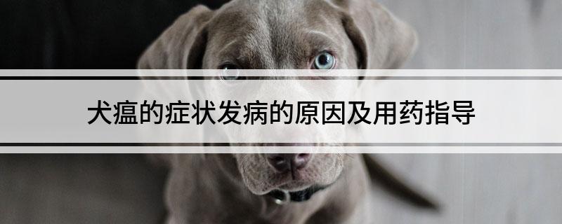 The cause of the symptoms of canine distemper and the guidance of medication