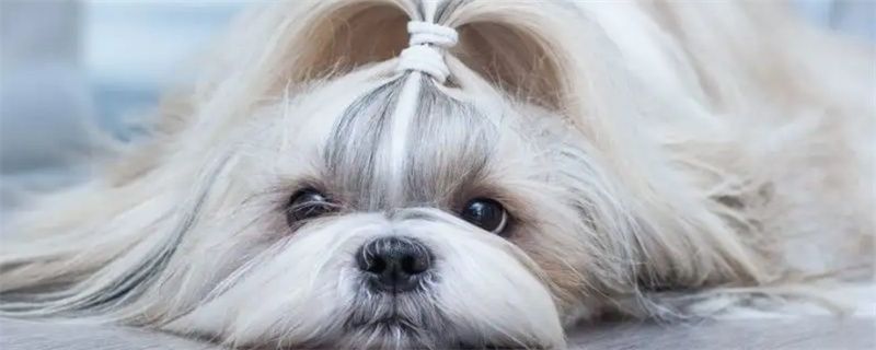 Shih Tzu Canine Distemper Treatment