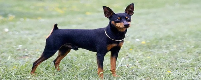 What to do if the deer dog has canine distemper