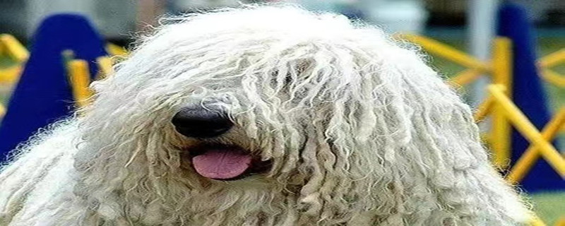 What to do if the Komondor dog gets canine distemper