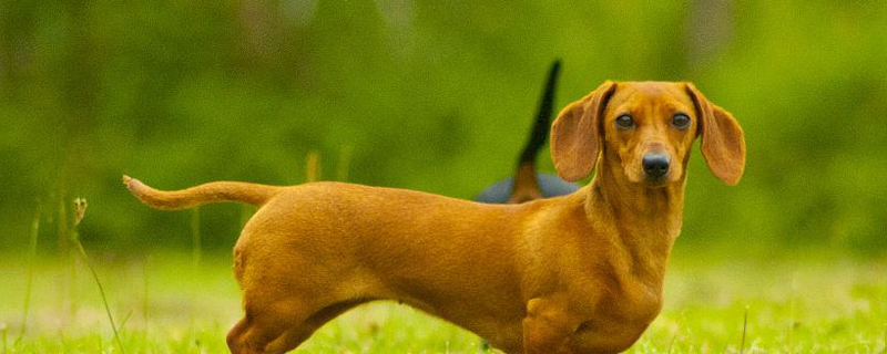 What to do if the dachshund has canine distemper