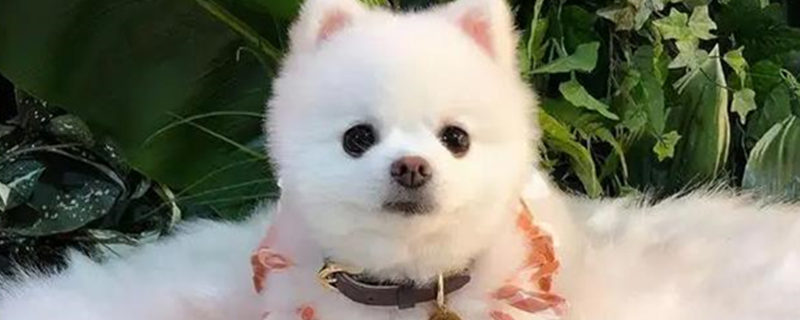 Do you recognize the owner after raising a little Bomei for a month?