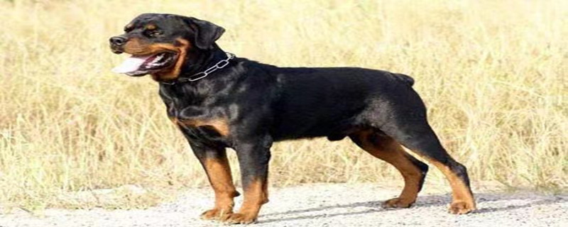 Does the Rottweiler still accept a new owner after four months?