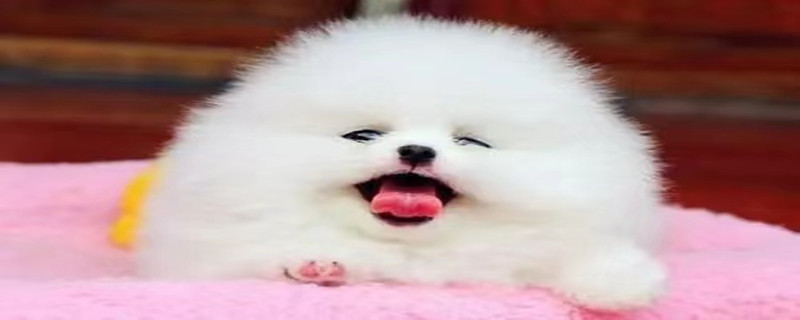 Will a seven-month-old Pomeranian recognize a new owner?