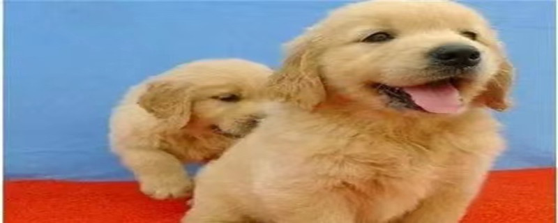 Will a one-month golden retriever recognize its owner?