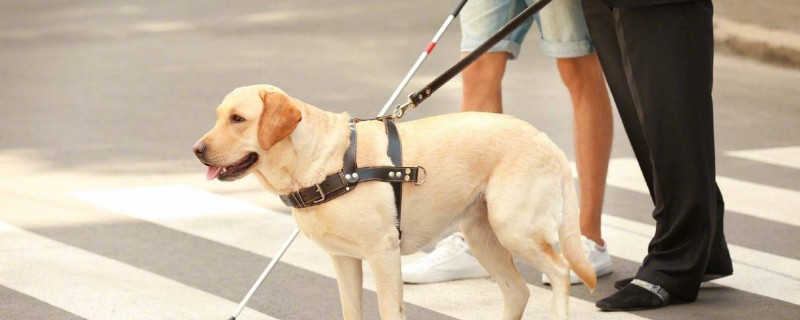 Do guide dogs recognize their owners?