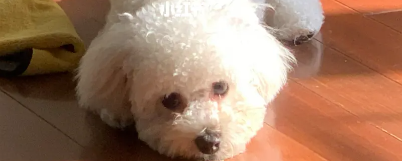 Does the bichon recognize his family?