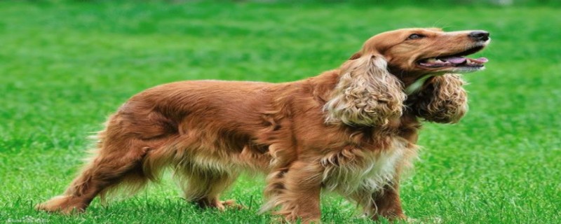Does the Cocker Spaniel recognize its owner?