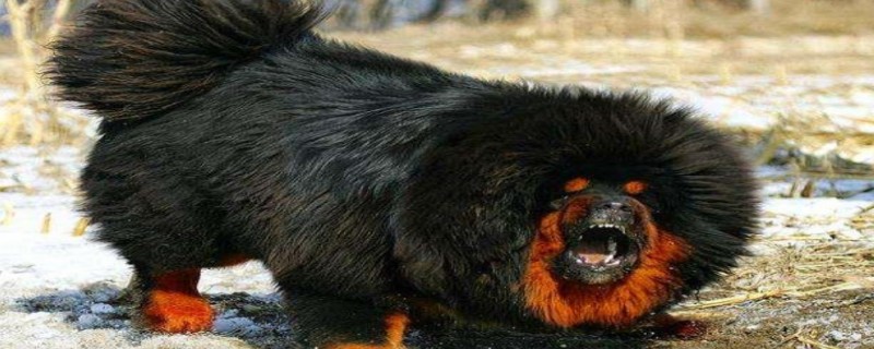 Do Tibetan mastiffs really recognize their owners?