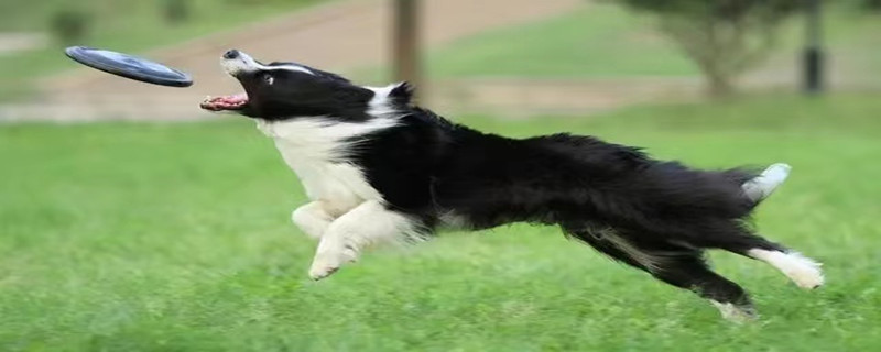 Does the six-month-old Border Collie find a new owner?