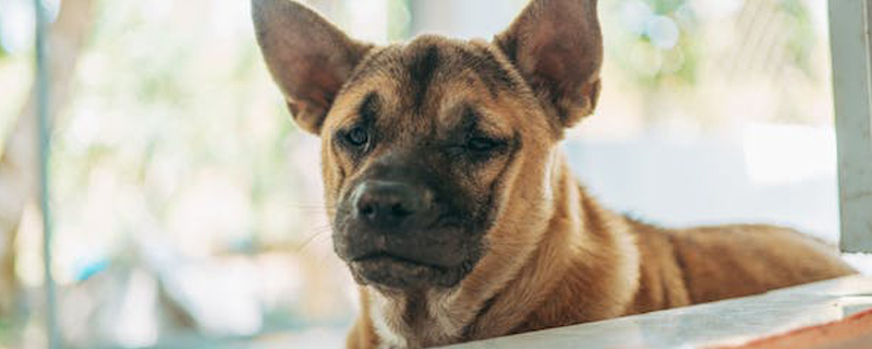 Does it matter if the dog eats three or four grapes?