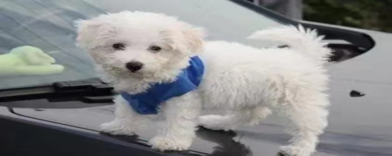 Does the Bichon Frize recognize its owner?