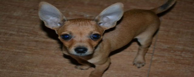 Does the deer dog recognize its owner?